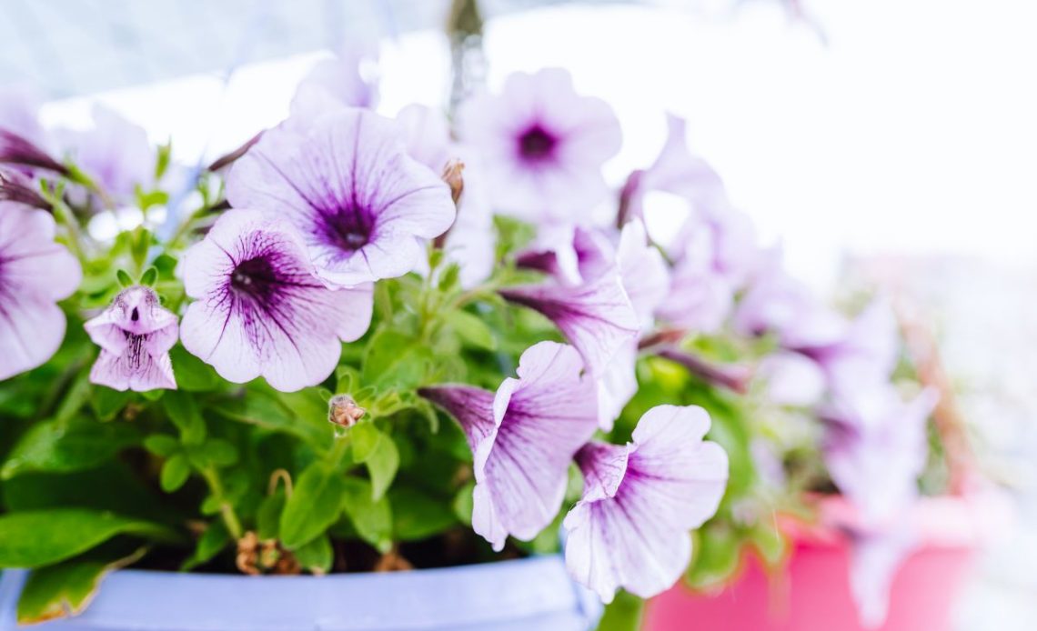 Muszki w kwiatach doniczkowych