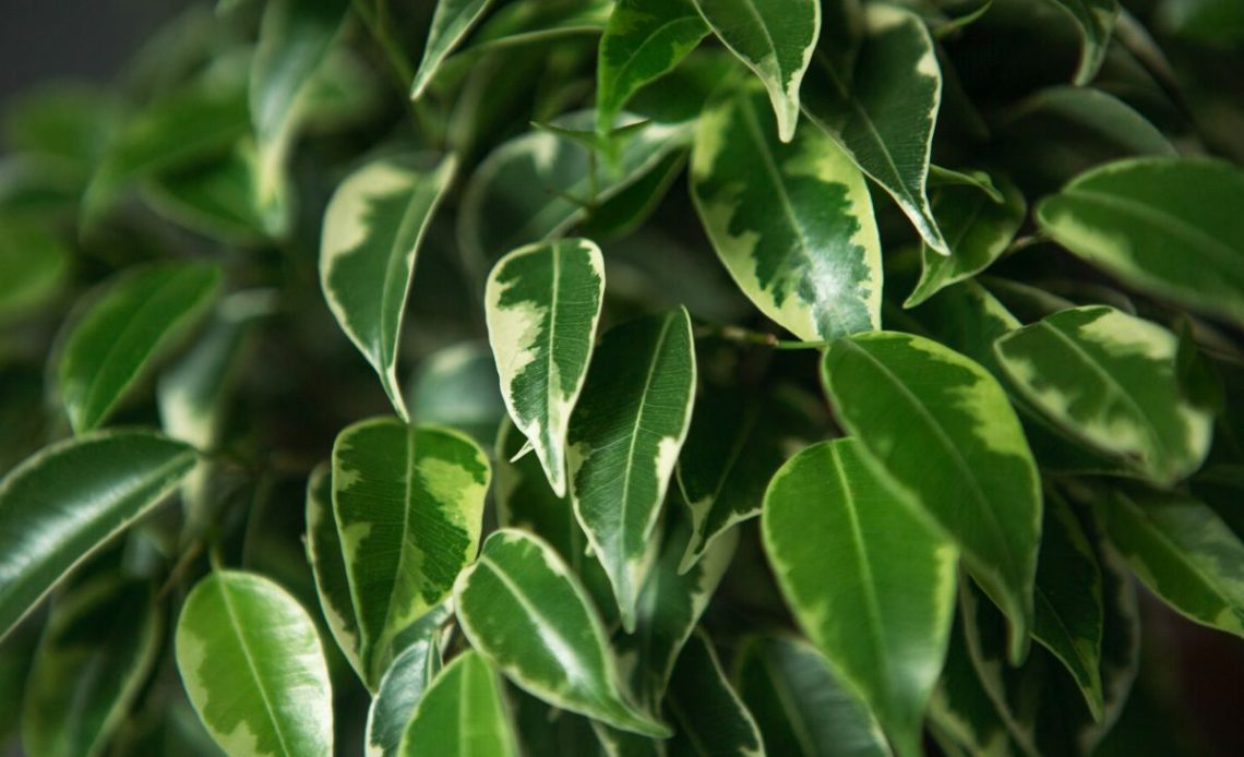 Nawóz do fikusa benjamina