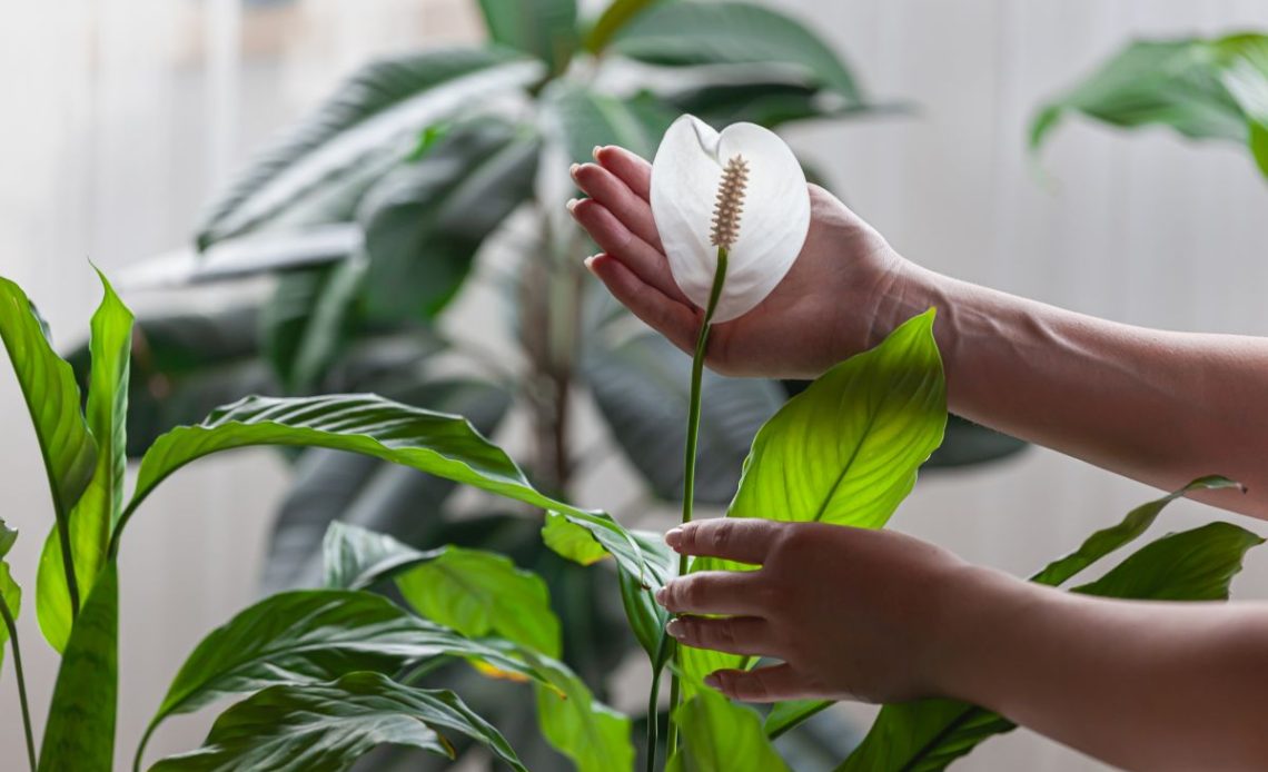 Przelany skrzydłokwiat