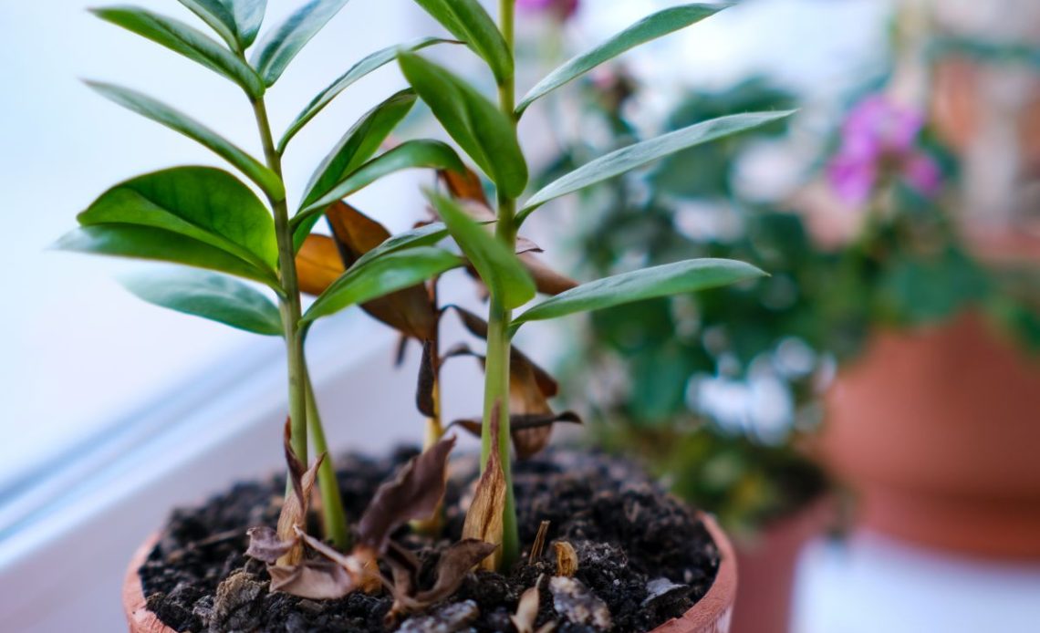 Przelany zamiokulkas