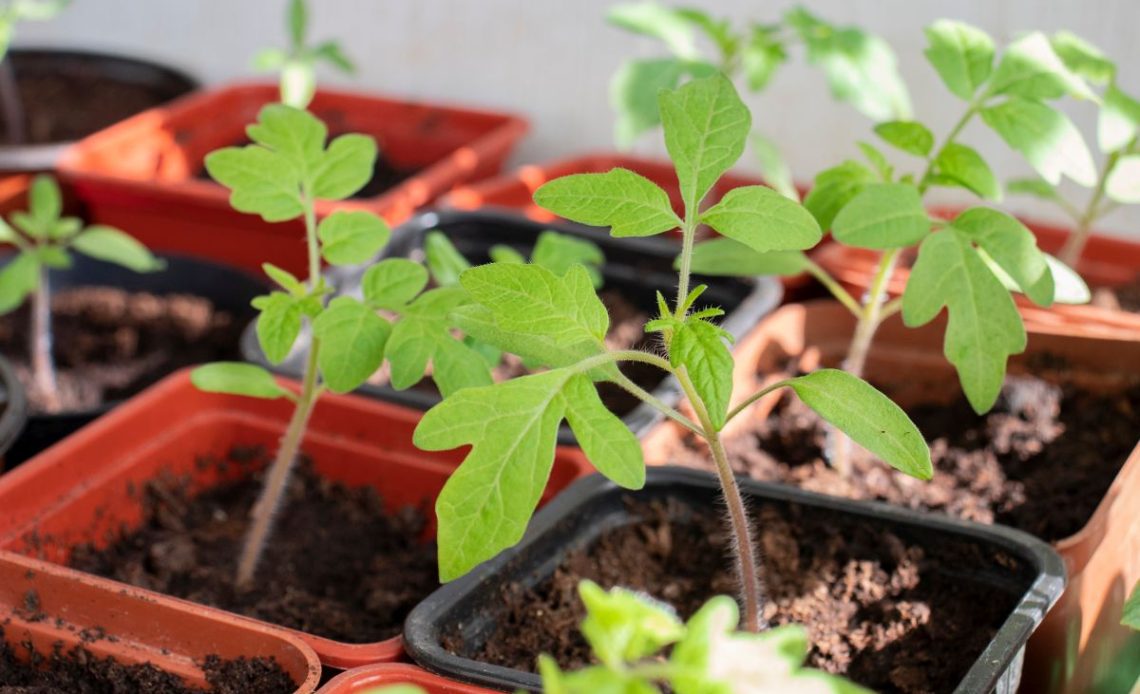 Rozsada pomidorów w domu