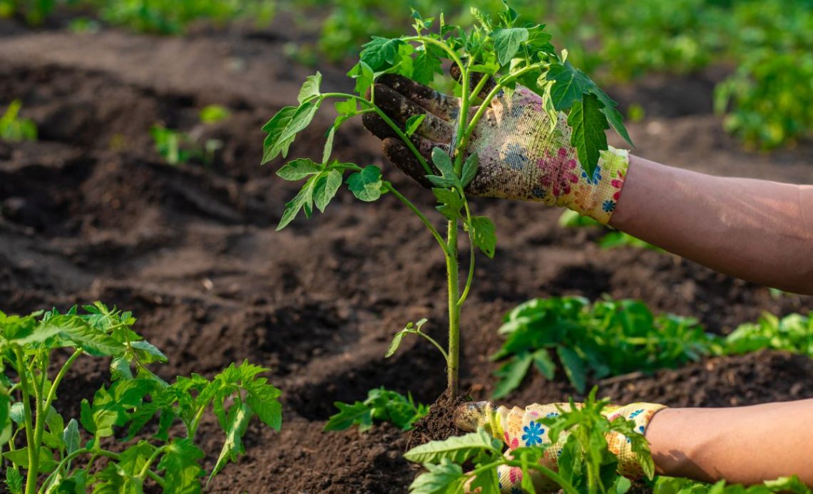 Sadzenie pomidorów