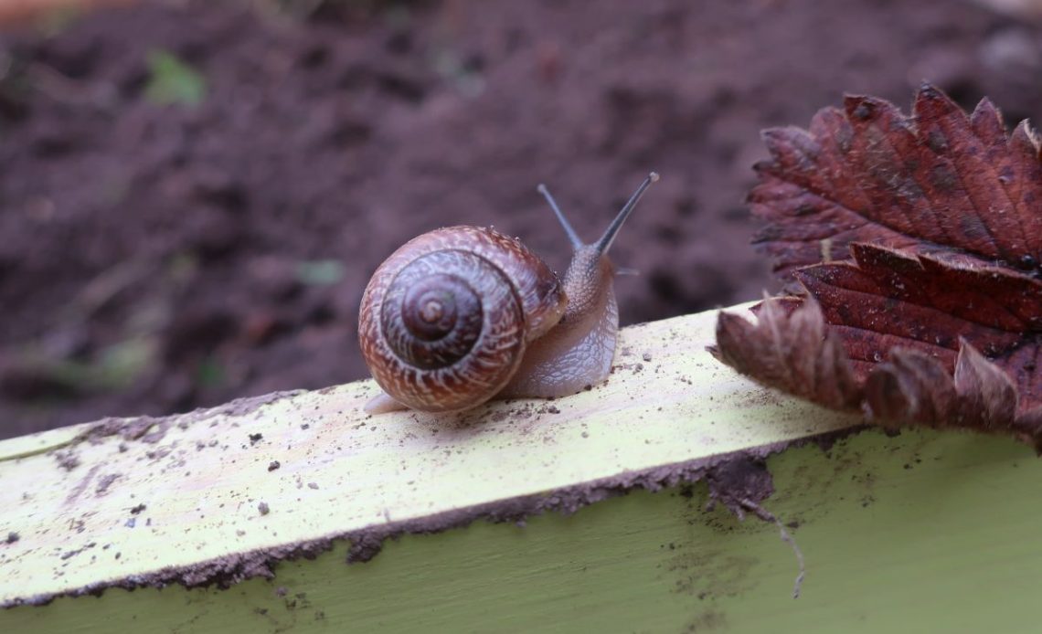 Ślimaki w ogrodzie