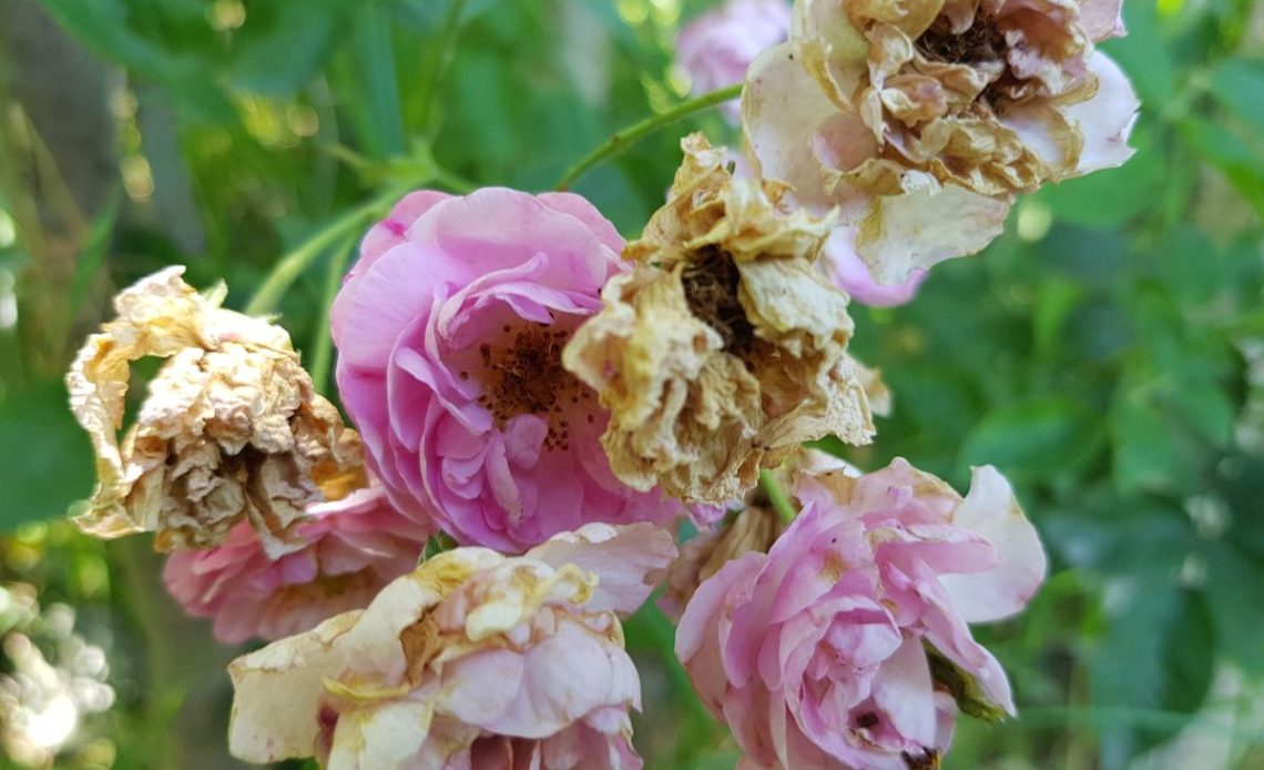 Więdnące róże w ogrodzie i wazonie