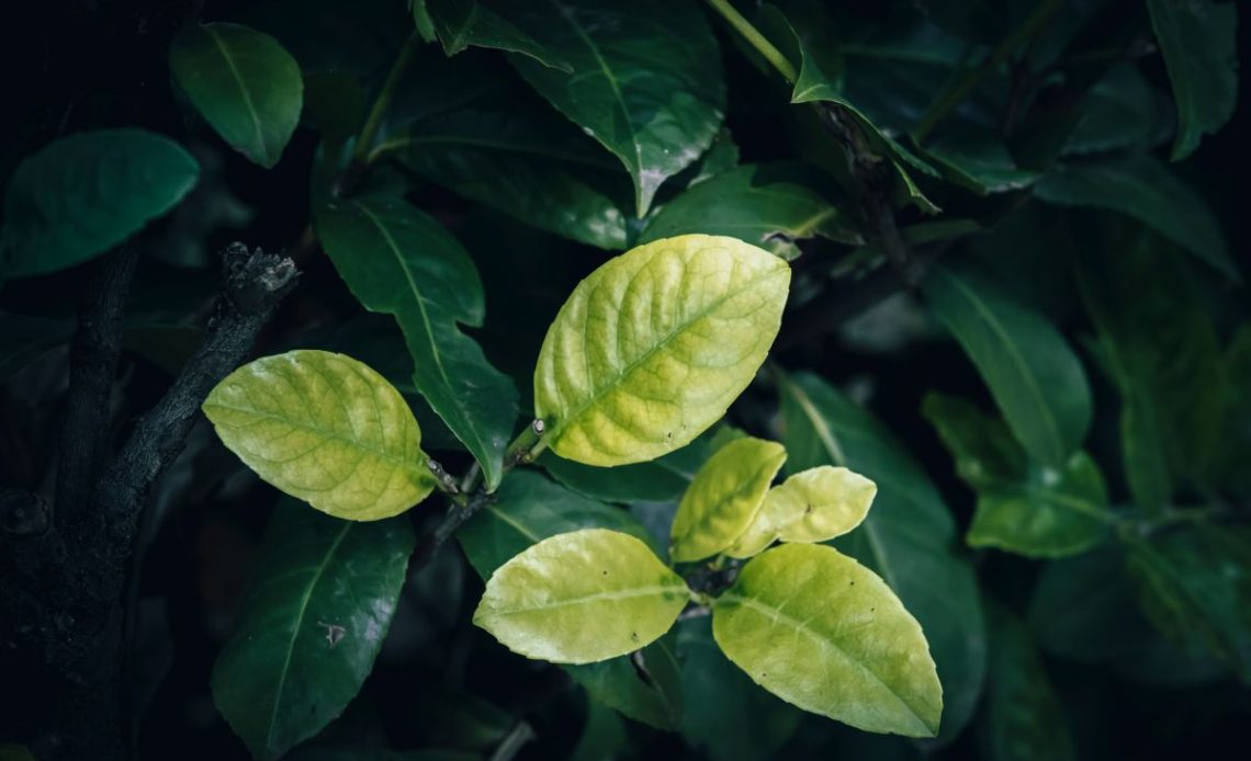 Żółte liście laurowiśni