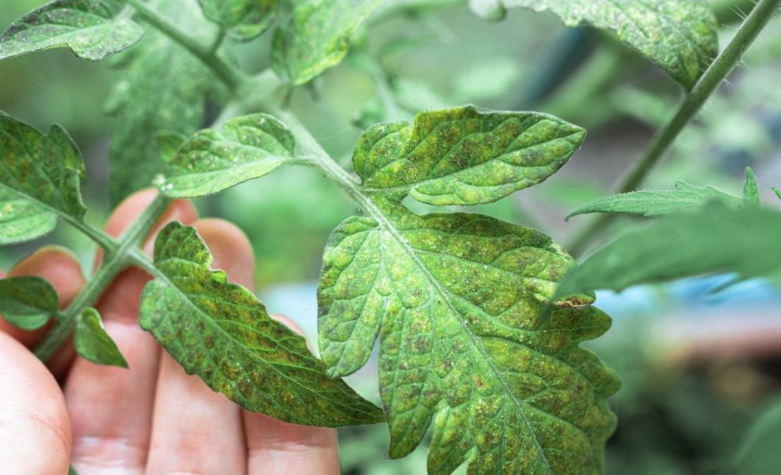 Zwijające się liście pomidorów