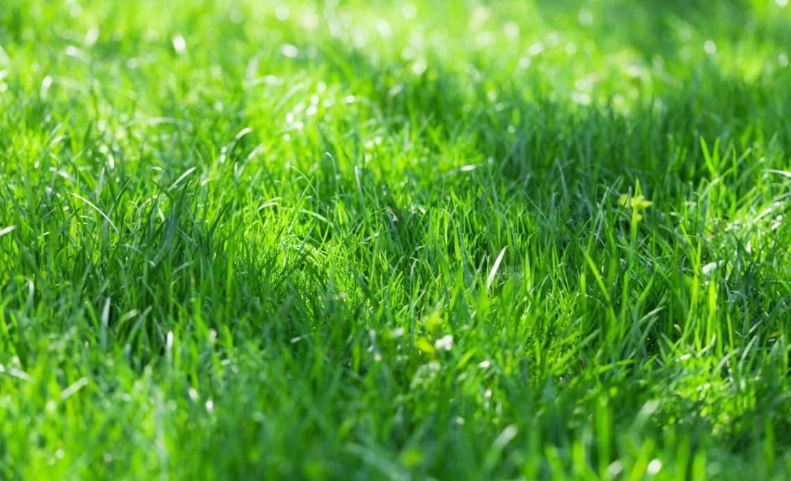 mieszanki traw na slonce i piaski