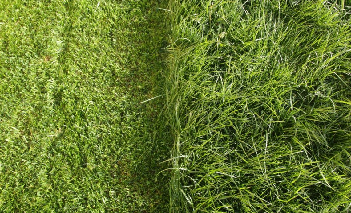 sztuczna trawa