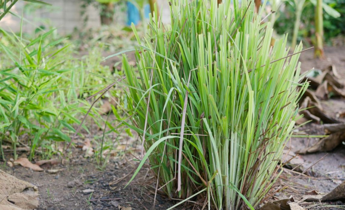 trawa cytrynowa w ogrodzie