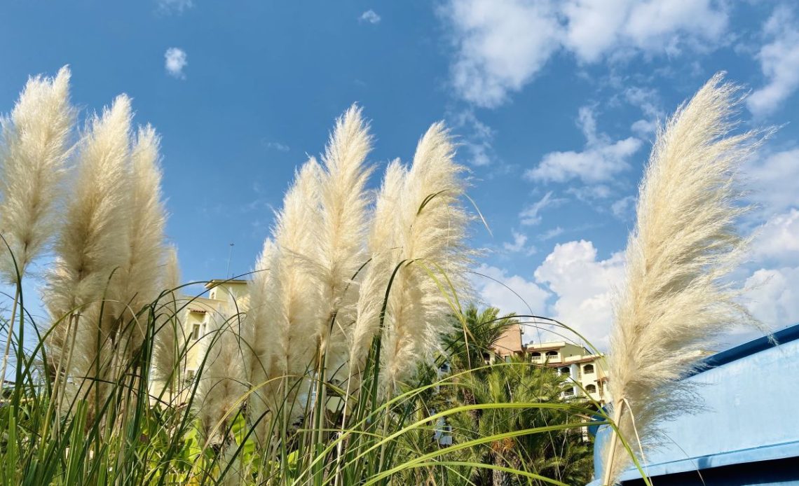 trawa pampasowa nie kwitnie