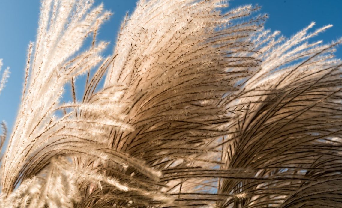 trawa pampasowa po zimie