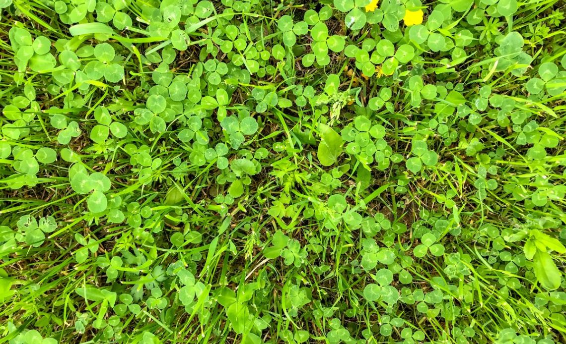 trawa z mikrokoniczyną