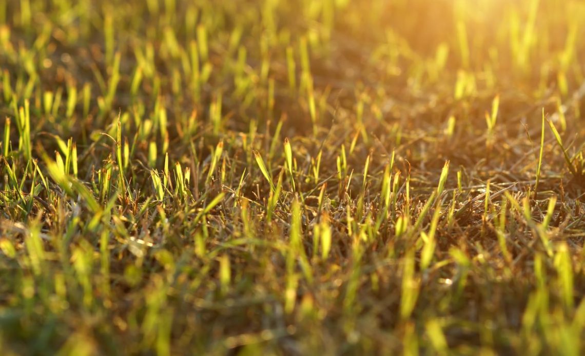 trawa żółknie