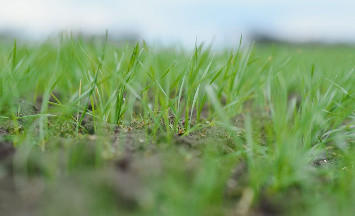 wschodząca trawa