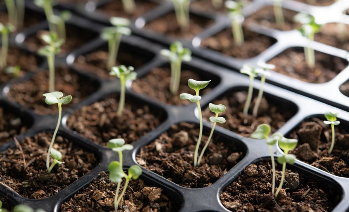 co siać w marcu na rozsady