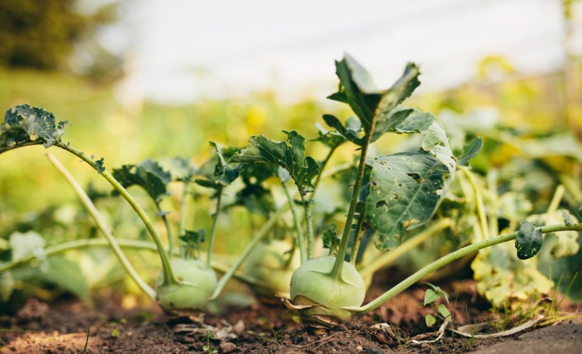 kalarepa na rozsadę
