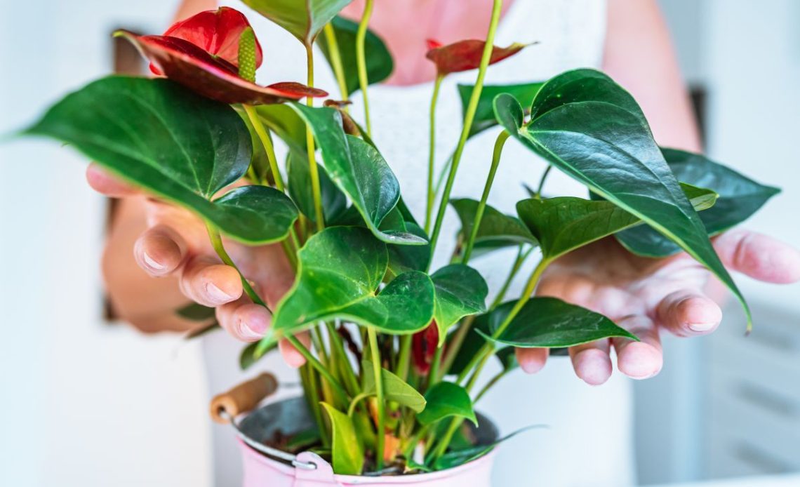 Anturium – jaka ziemia