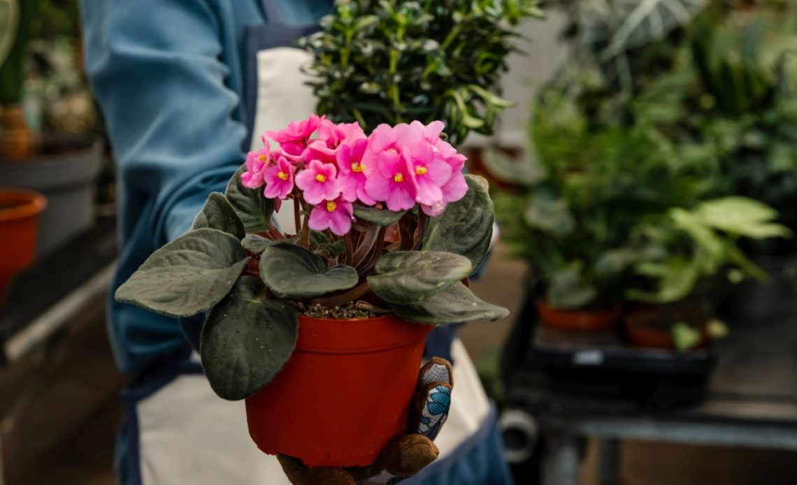 Begonia – jaka ziemia