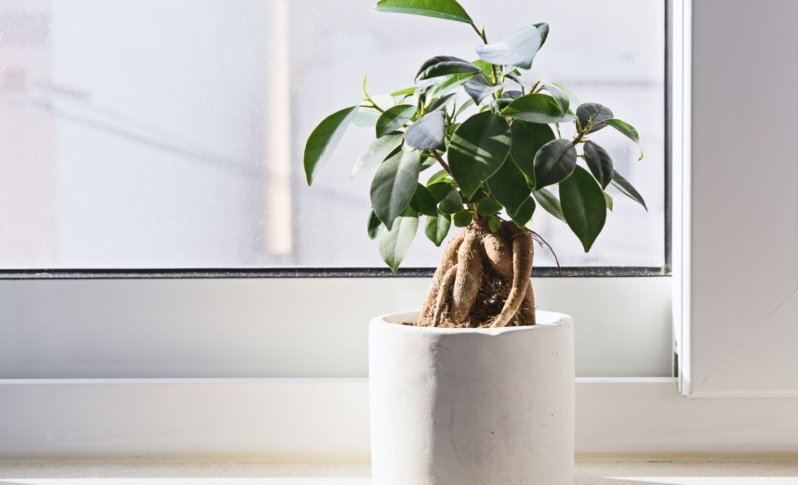 Fikus – jaka ziemia