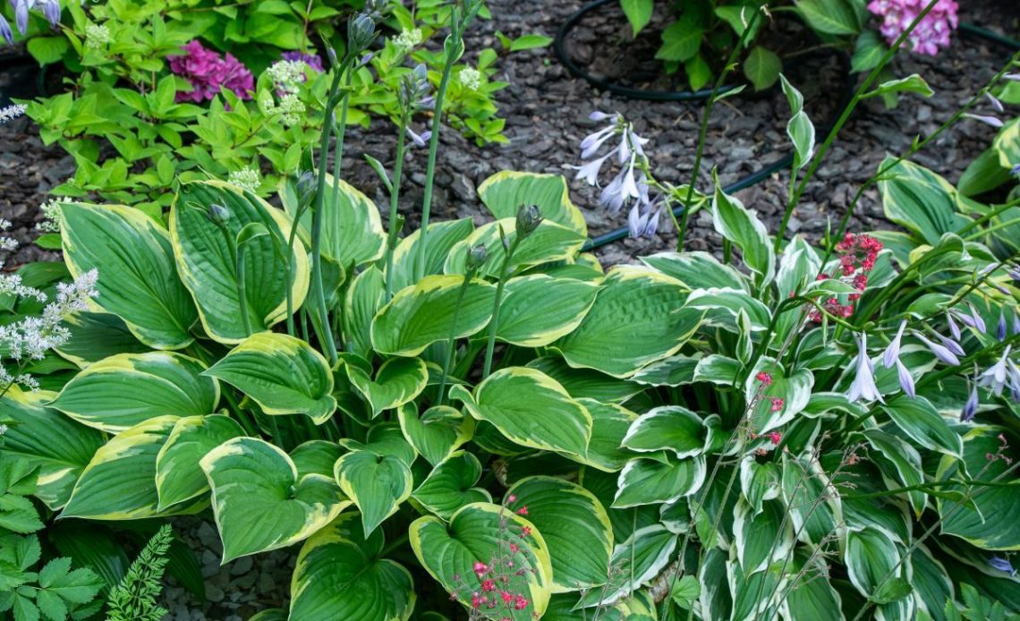 Funkia – jaka ziemia