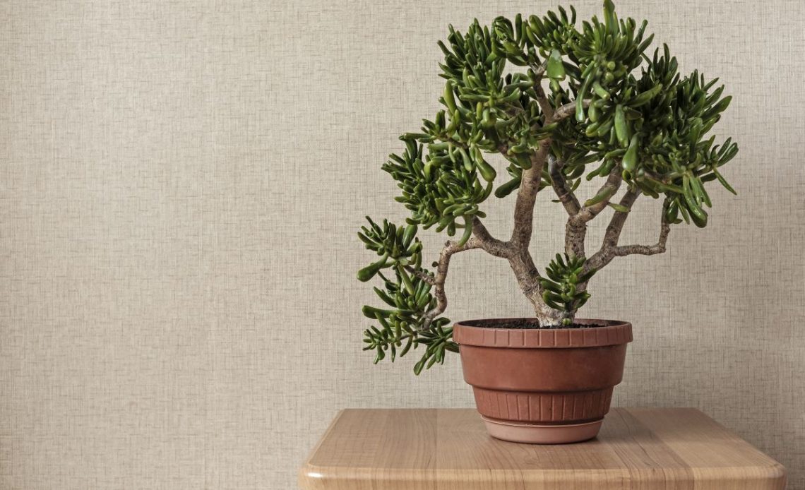 Grubosz – jaka ziemia