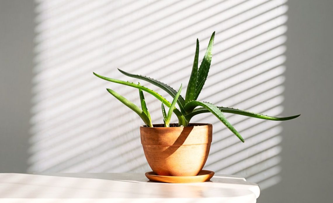 Jaka ziemia do aloesu