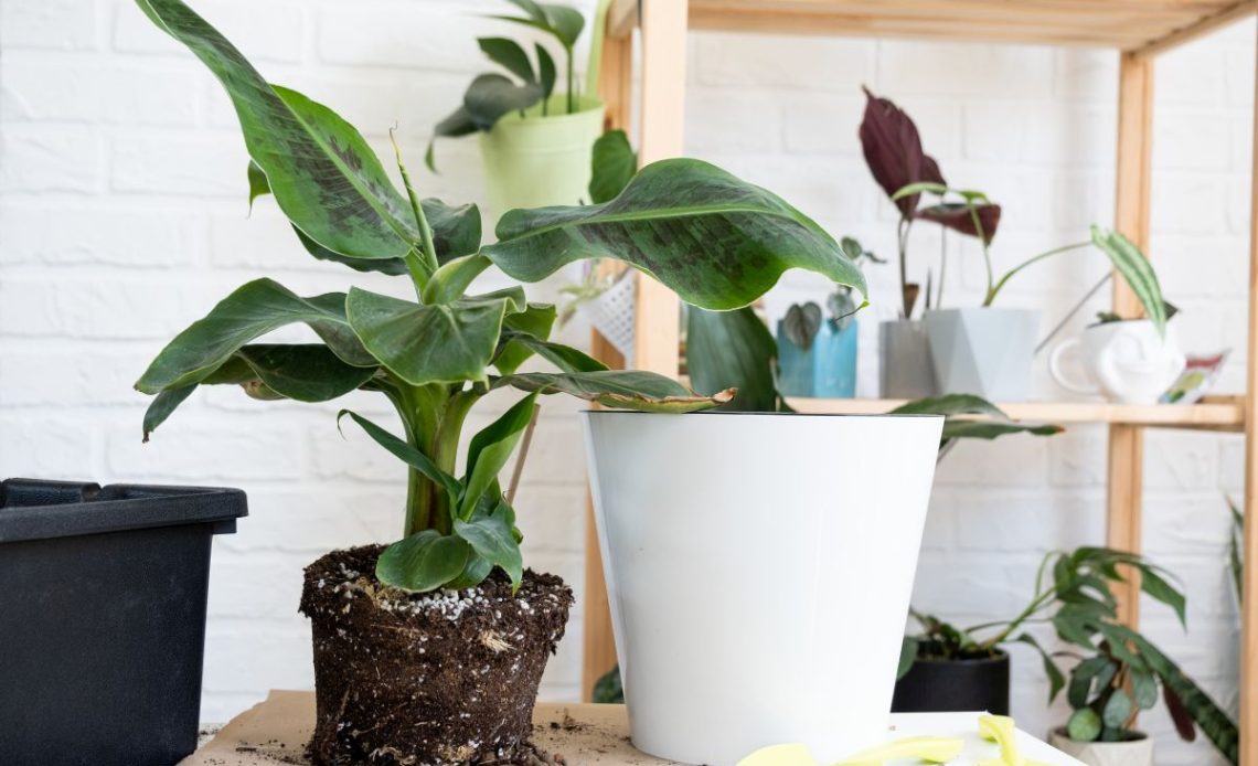 Jaka ziemia do bananowca