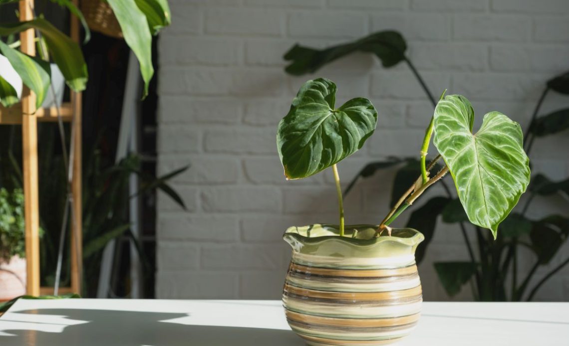 Jaka ziemia do filodendrona