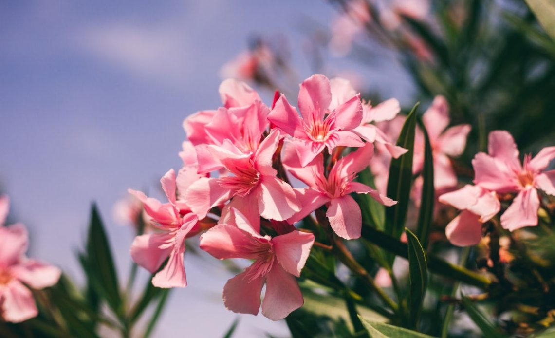 Jaka ziemia do oleandra