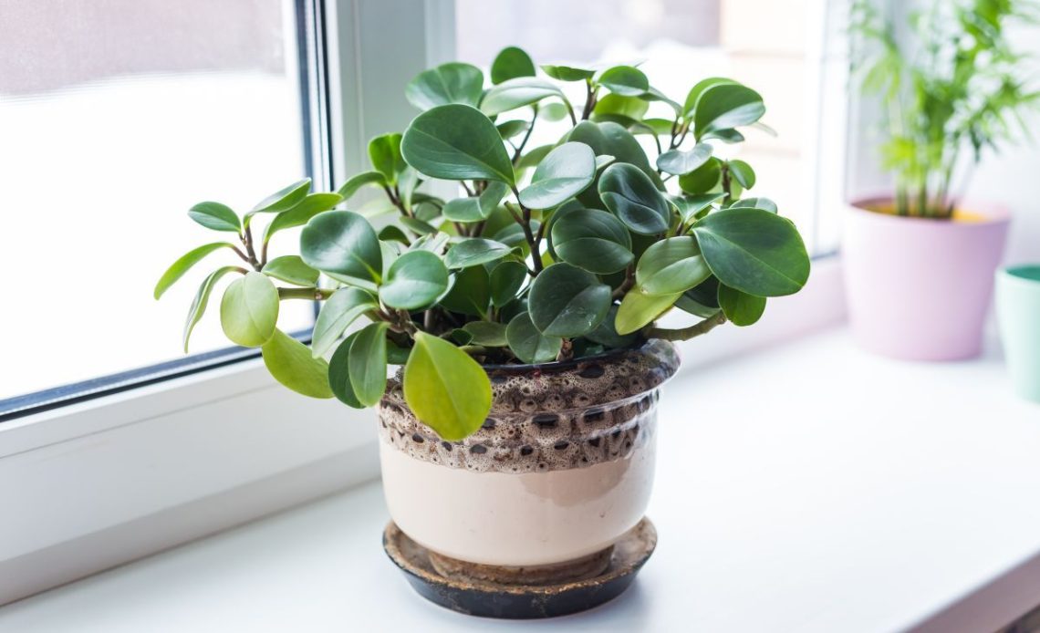 Jaka ziemia do pieniążka