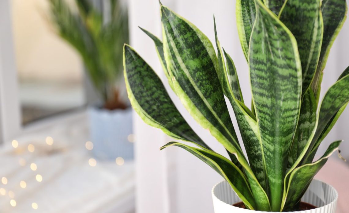 Jaka ziemia do sansewierii