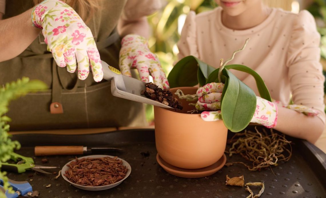 Jaka ziemia do storczyka