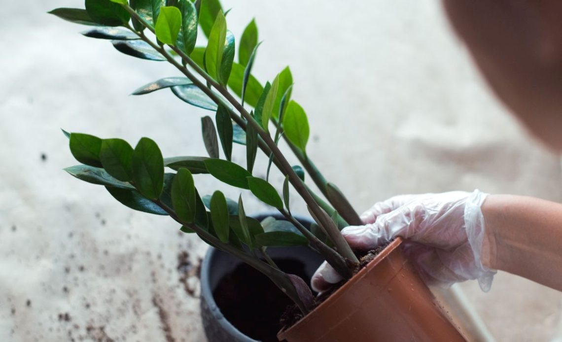 Jaka ziemia do zamiokulkasa