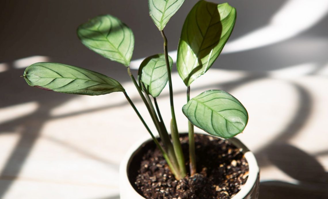 Kalatea – jaka ziemia