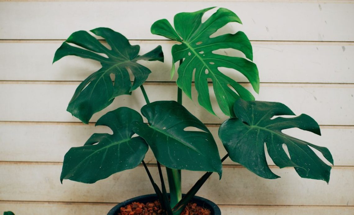 Monstera – jaka ziemia