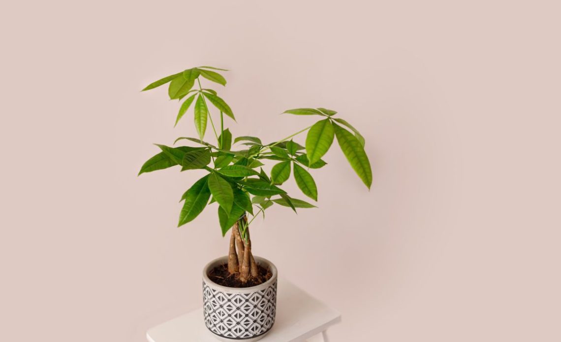 Pachira – jaka ziemia