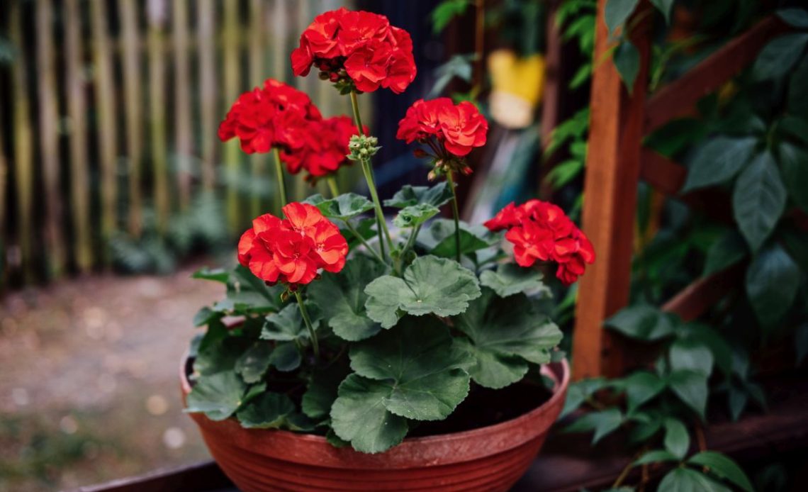 Pelargonia – jaka ziemia