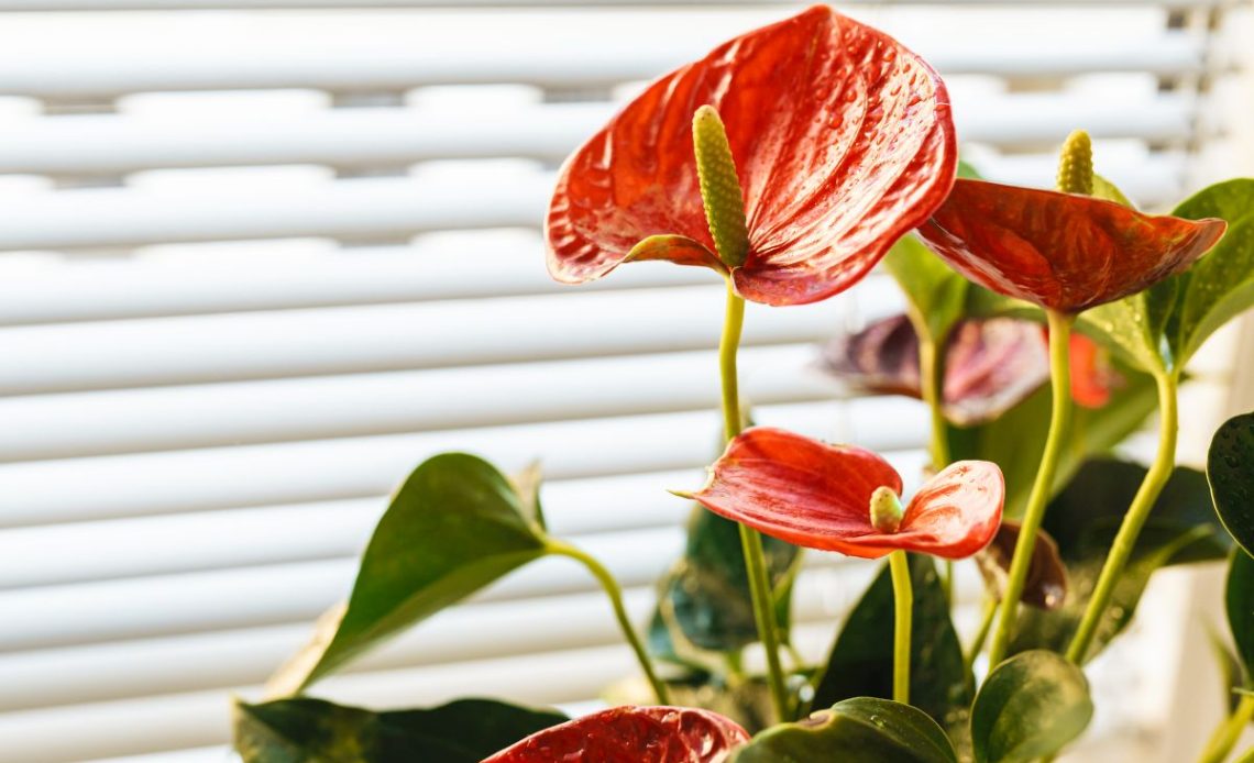 Podlewanie anturium.