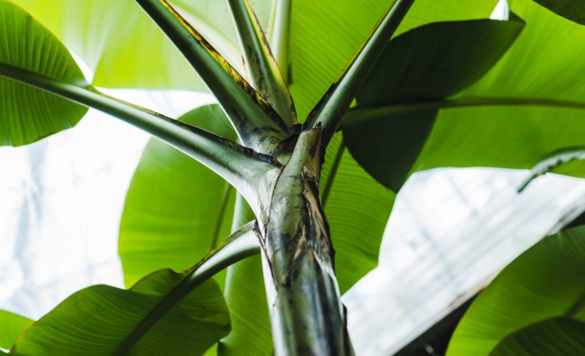 Podlewanie bananowca.