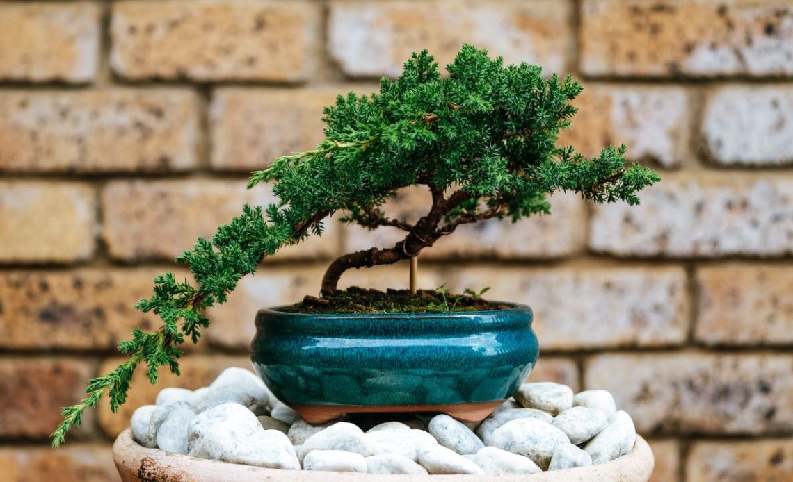 Podlewanie bonsai.