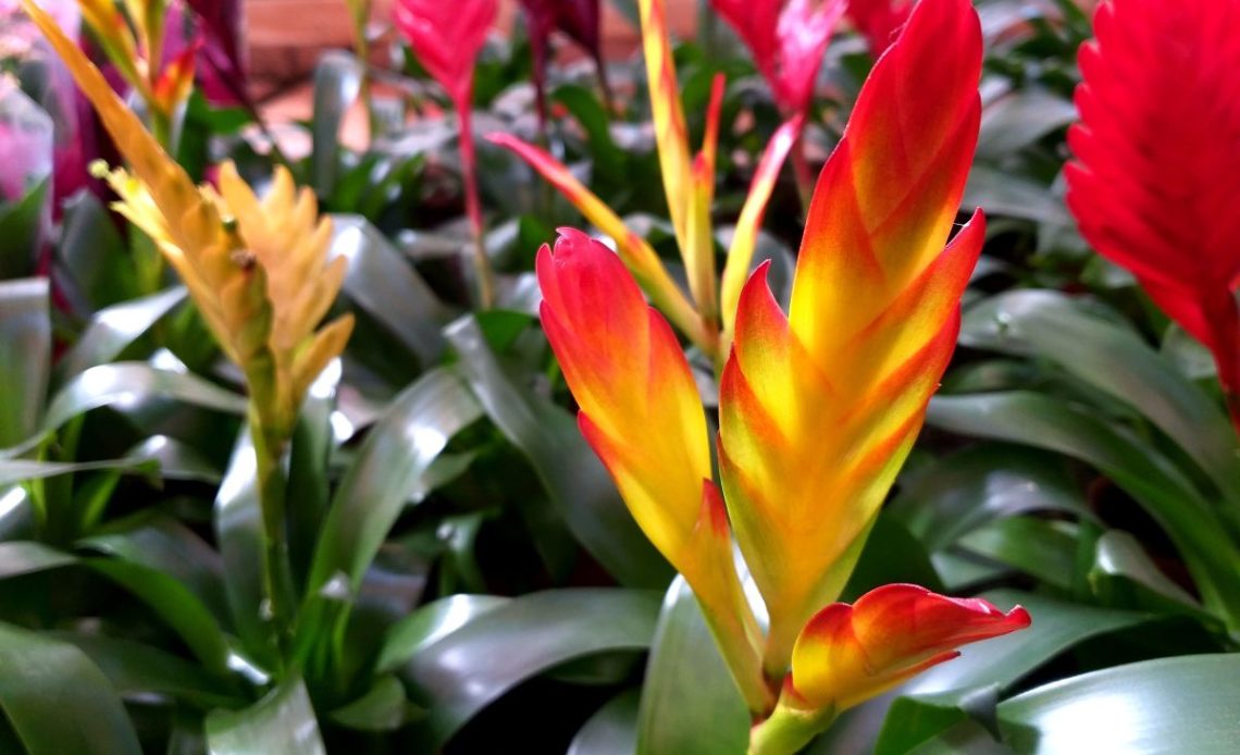 Podlewanie bromelii i guzmanii.