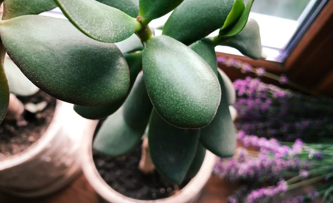 Podlewanie drzewka szczęścia.