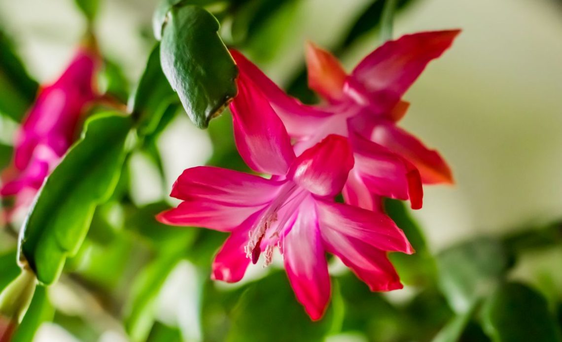 Podlewanie grudnika.