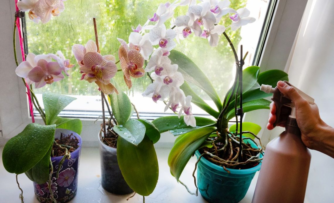 Podlewanie innych kwiatów nawozem do storczyków.