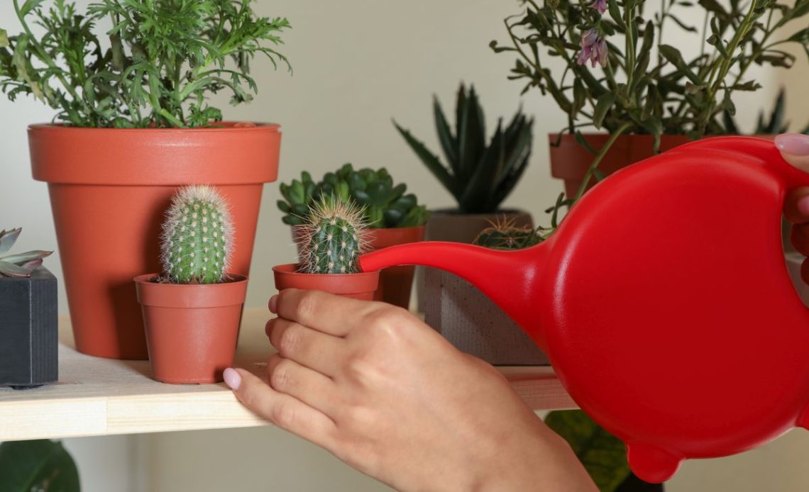 Podlewanie kaktusów.