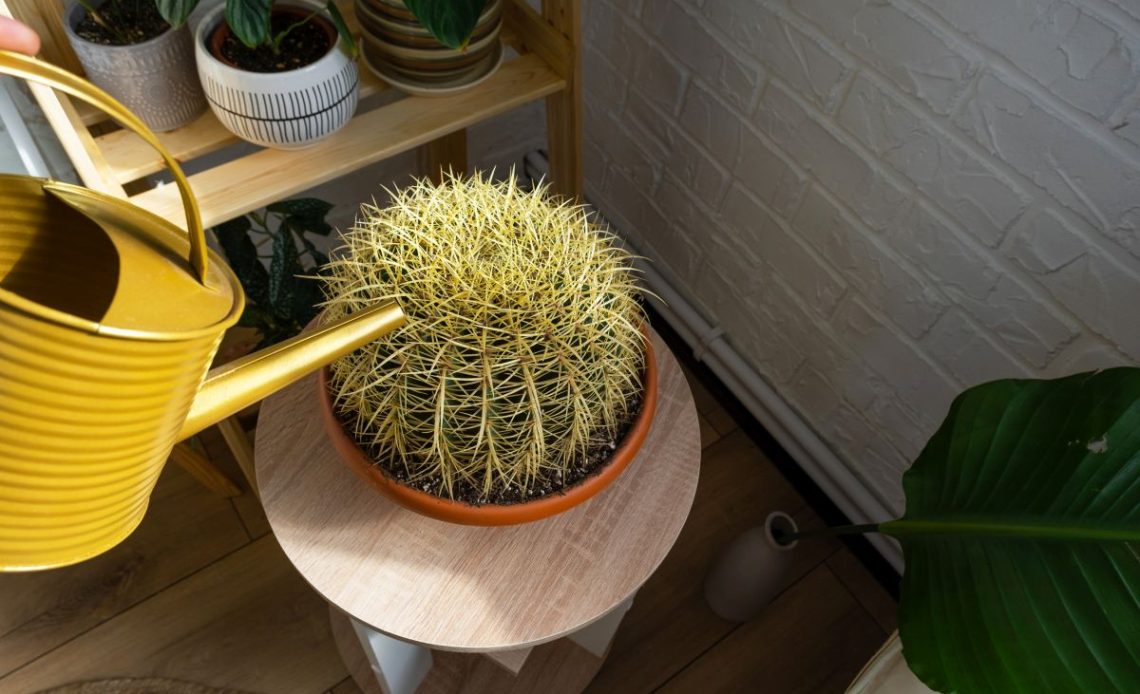 Podlewanie kaktusów zimą.