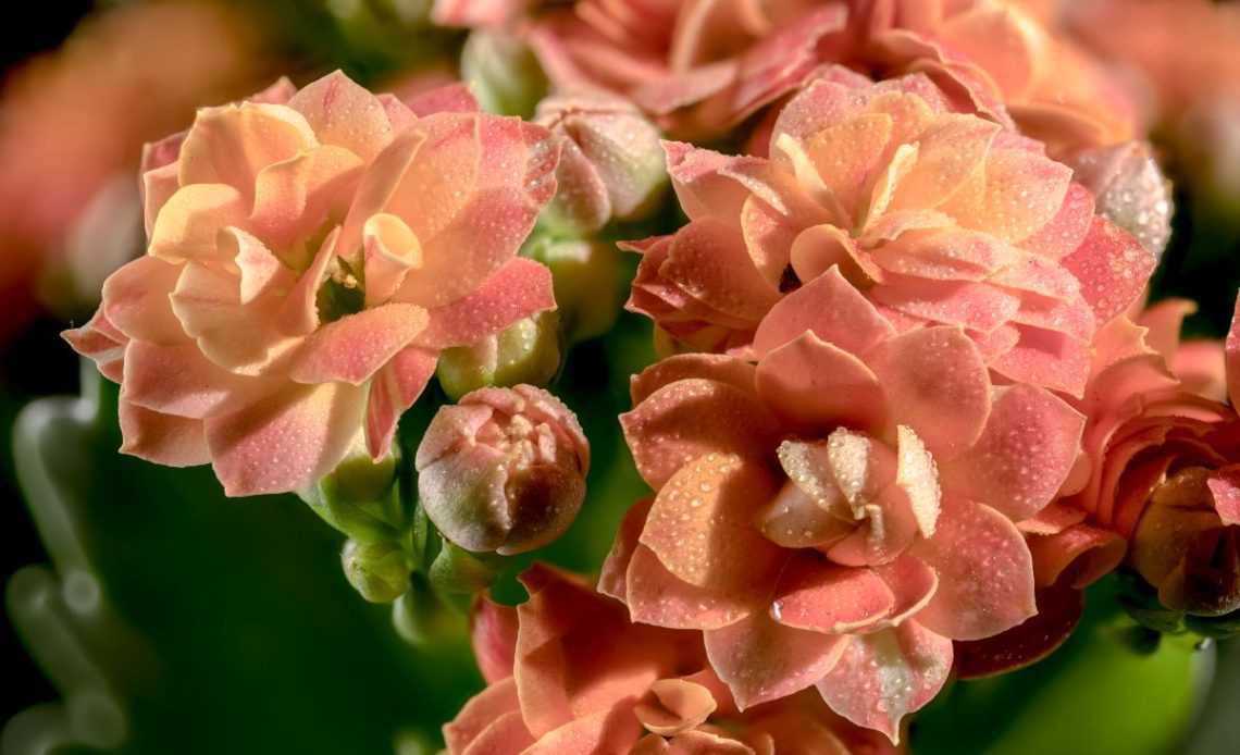 Podlewanie kalanchoe.