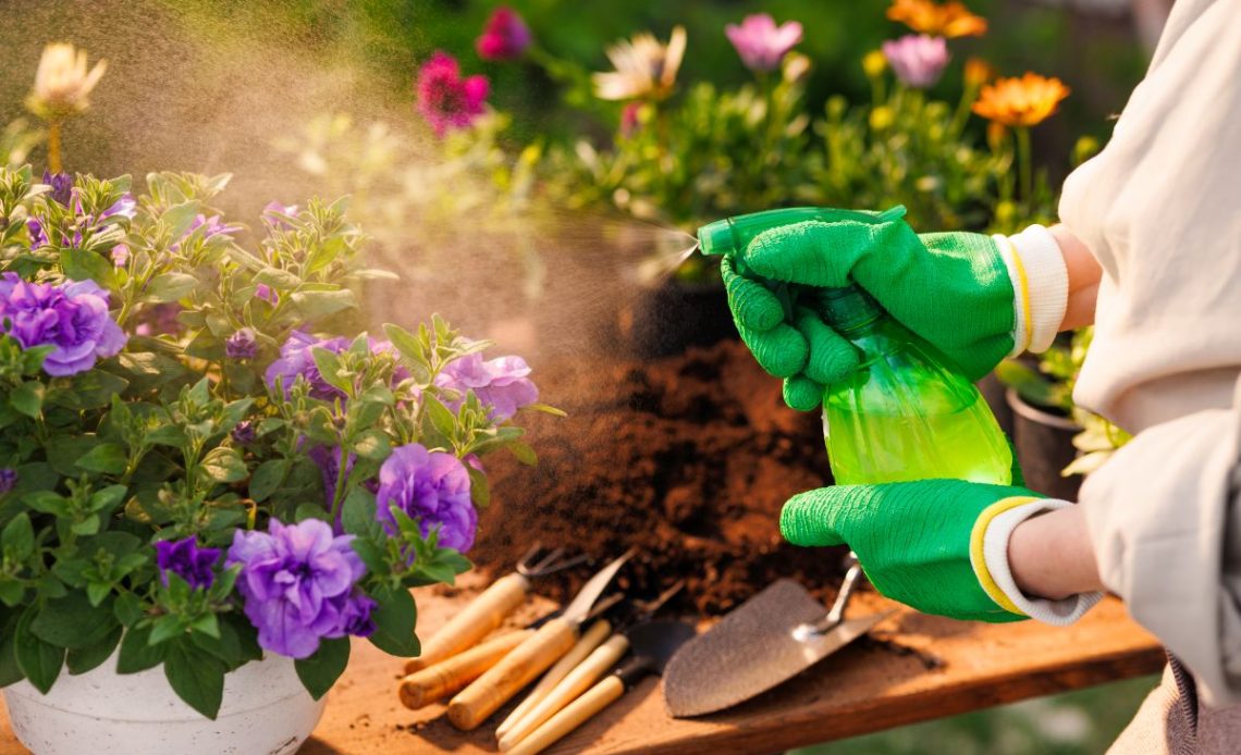 Podlewanie kwiatów drożdżami.