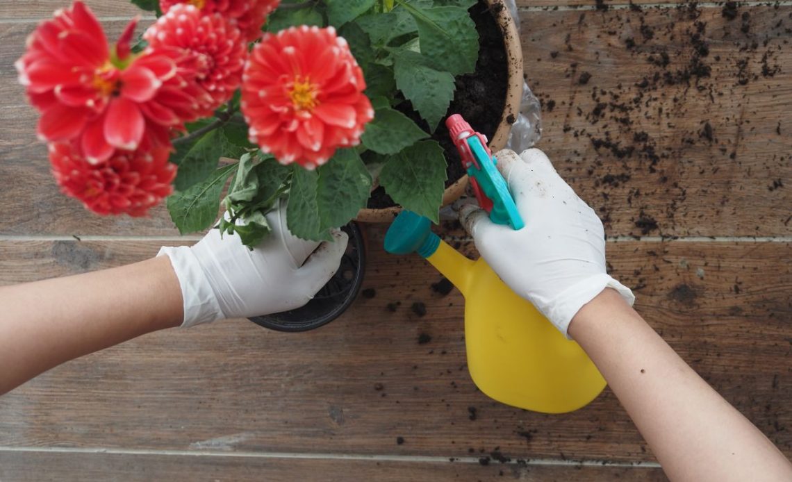 Podlewanie kwiatów herbatą.