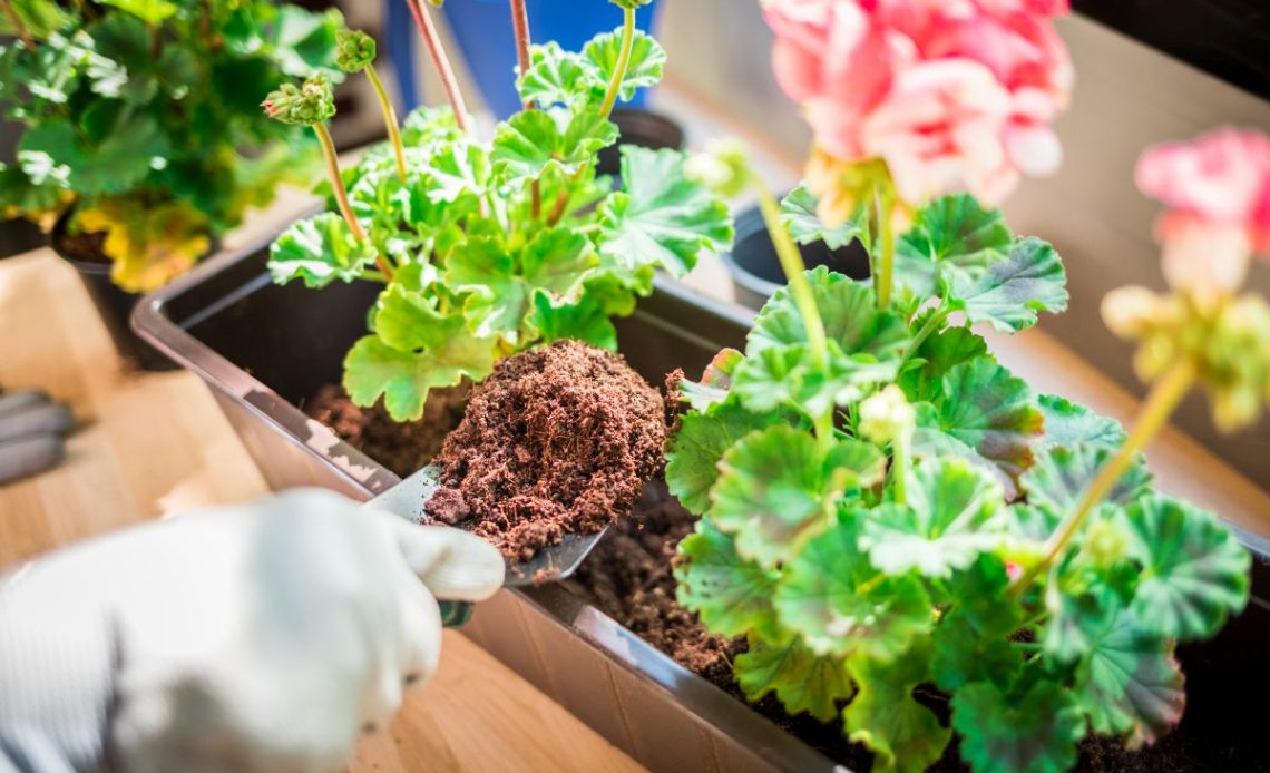 Podlewanie kwiatów nawozem do pelargonii.